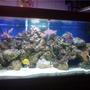 130 gallons reef tank (mostly live coral and fish) - latest picture