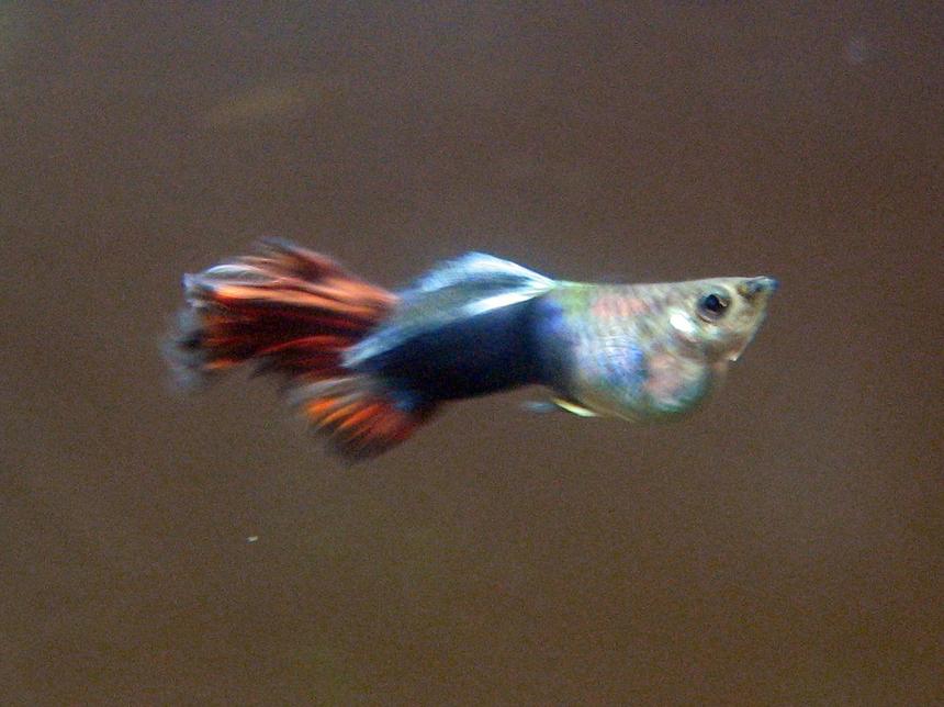Rated #236: Freshwater Fish - Poecilia Reticulata - Black Phantom Delta Guppy Stocking In 29 Gallons Tank - guppy