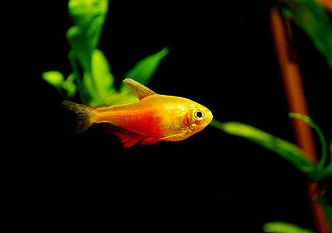 freshwater fish - hyphessobrycon fammeus - flame tetra stocking in 55 gallons tank - Orange Von Rio Tetra
