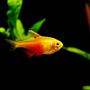 freshwater fish - hyphessobrycon fammeus - flame tetra stocking in 55 gallons tank - Orange Von Rio Tetra