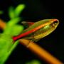 freshwater fish - hemigrammus erythrozonus - glowlight tetra stocking in 55 gallons tank - Glowlight Tetra - Hemigrammus Erythrozonus