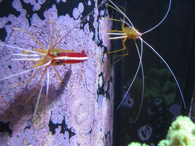 corals inverts - lysmata amboinensis - scarlet skunk cleaner shrimp stocking in 120 gallons tank - Candy Cane Shrimp