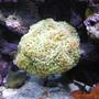 corals inverts - euphyllia paranchora - hammer / anchor coral, branching stocking in 120 gallons tank - Green Hammer, Feather Dusters