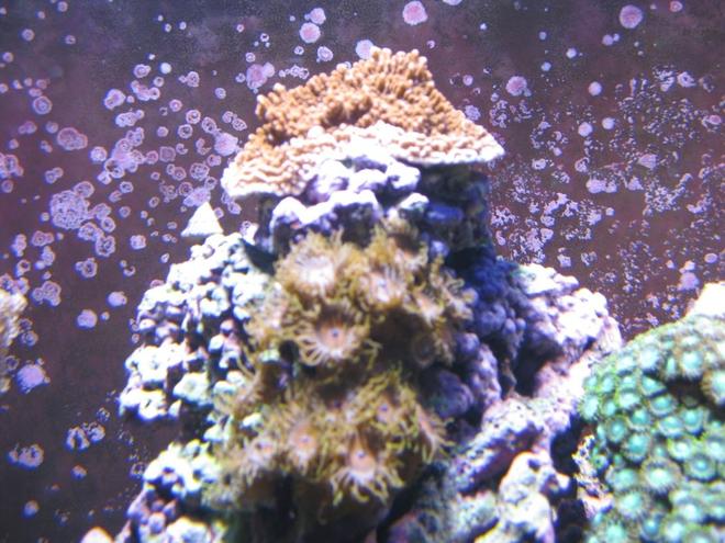 corals inverts - zoanthus sp. - colony polyp stocking in 120 gallons tank - Red Acro, Watermelon Zoo's, Green Zoo's