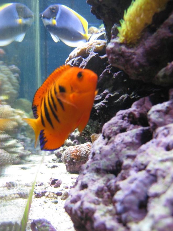 saltwater fish - centropyge loriculus - flame angelfish stocking in 120 gallons tank - Side Shot of Flame Angel and Powder Blue