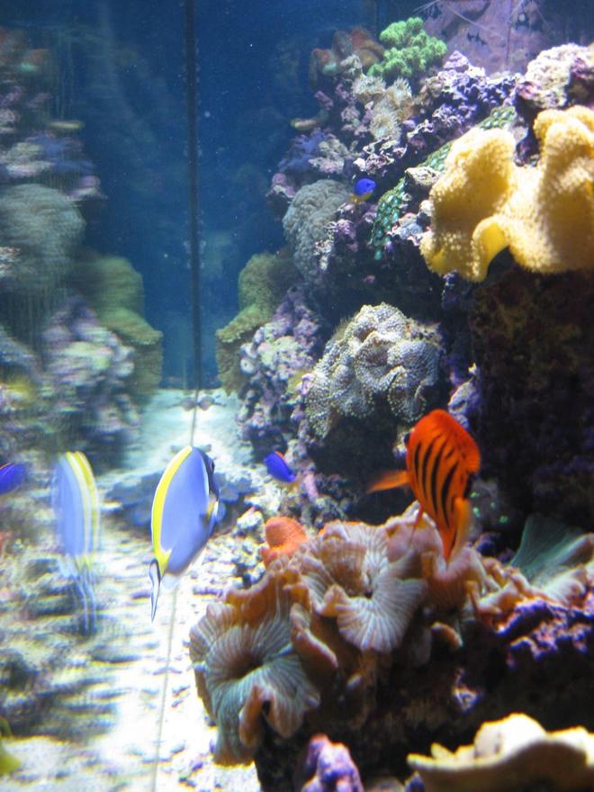 saltwater fish - centropyge loriculus - flame angelfish stocking in 120 gallons tank - Right Side of Tank - Side Reef display