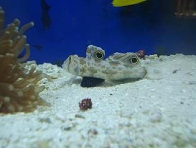 saltwater fish - signigobius biocellatus - two spot goby stocking in 55 gallons tank - This fish was a great itroduction to my tank.