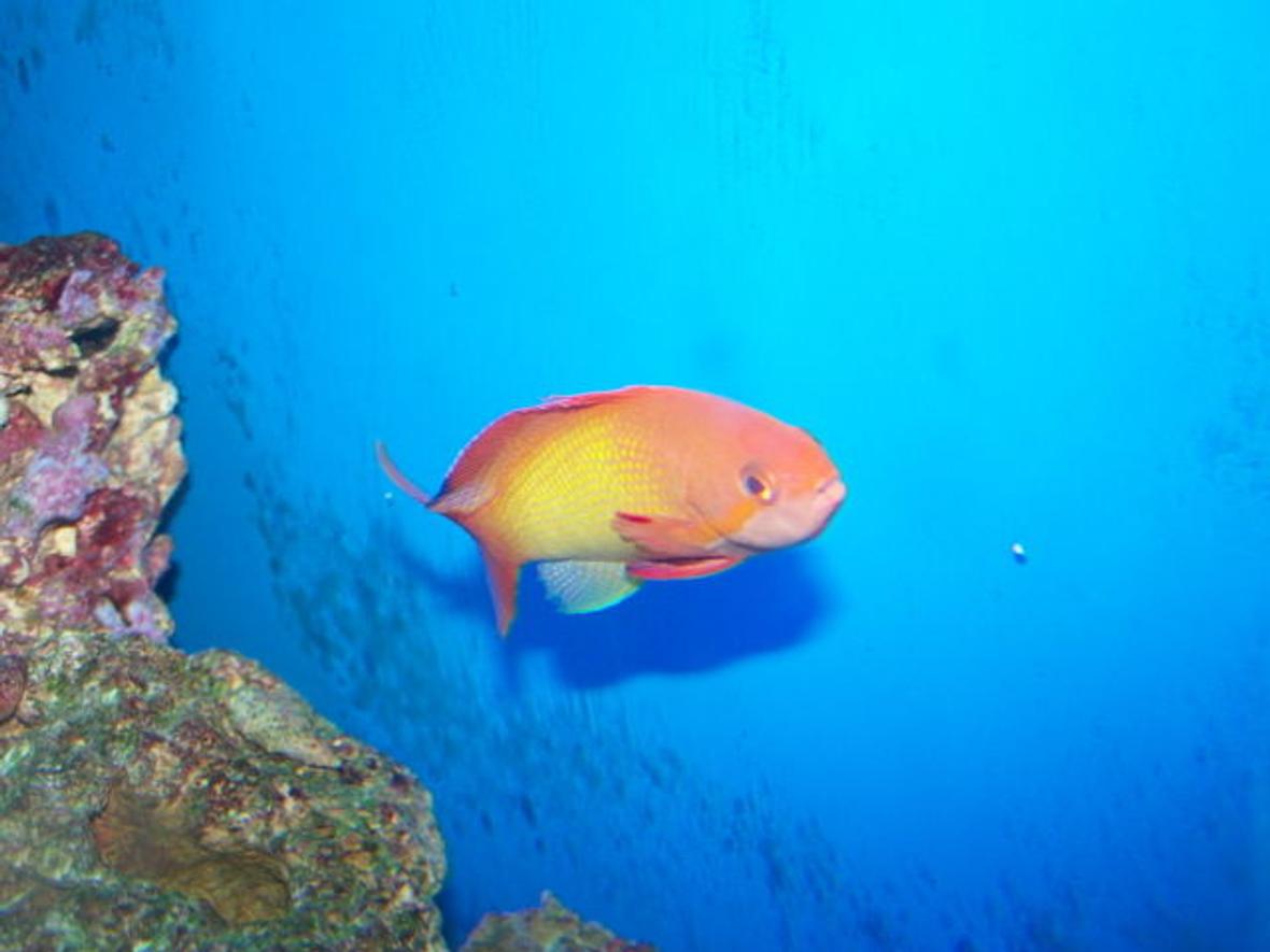 saltwater fish - pseudanthias squamipinnis - lyretail anthias stocking in 70 gallons tank - male squami anthias