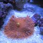 corals inverts - ricordea yuma - ricordea mushroom stocking in 46 gallons tank - More Corals