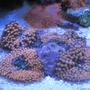 corals inverts - ricordea yuma - orange ricordea mushroom stocking in 46 gallons tank - More Corals