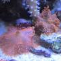corals inverts - ricordea yuma - ricordea mushroom stocking in 46 gallons tank - More Corals