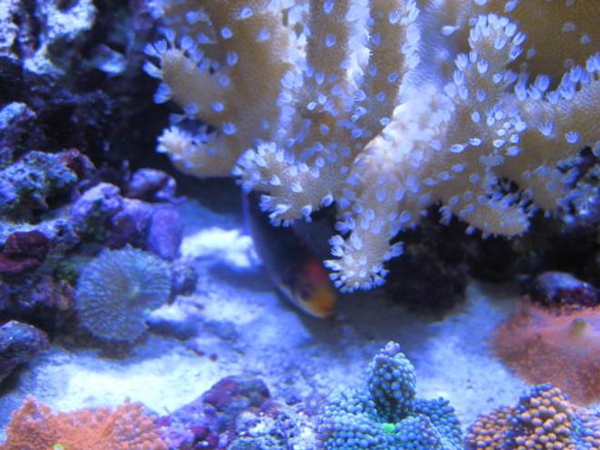 corals inverts - rhodactis indosinensis - hairy mushroom stocking in 46 gallons tank - Corals