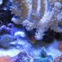 corals inverts - rhodactis indosinensis - hairy mushroom stocking in 46 gallons tank - Corals