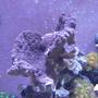 corals inverts - zoanthus sp. - button polyp stocking in 46 gallons tank - Corals