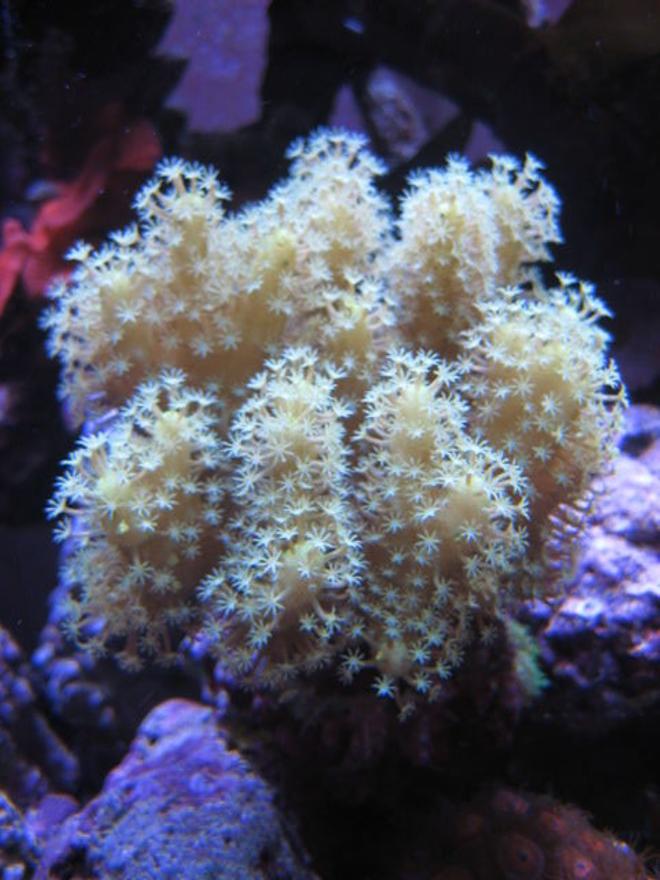 corals inverts - sinularia sp. - finger leather coral stocking in 46 gallons tank - Corals
