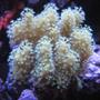 corals inverts - sinularia sp. - finger leather coral stocking in 46 gallons tank - Corals
