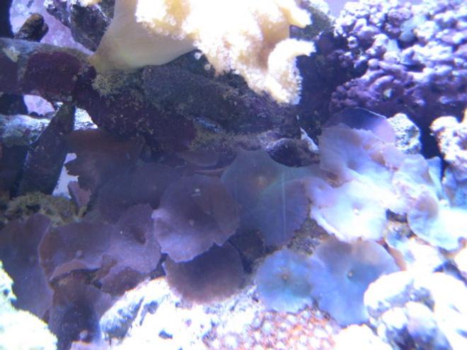 corals inverts - actinodiscus sp. - purple mushrooms stocking in 46 gallons tank - Corals