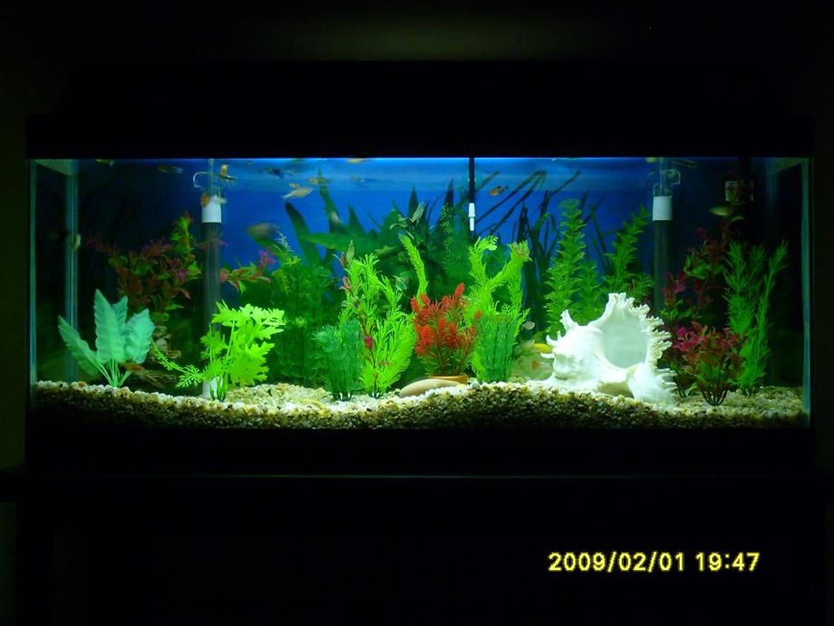 28 gallons freshwater fish tank (mostly fish and non-living decorations) - My Fishtank #2a