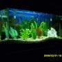 fish tank picture - My Fishtank #5a