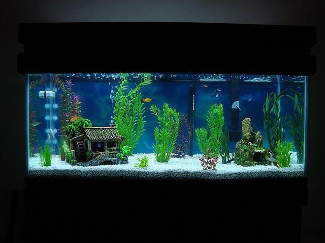 75 gallons freshwater fish tank (mostly fish and non-living decorations) - First Tank