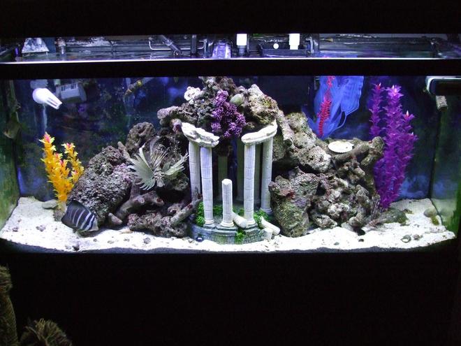 55 gallons saltwater fish tank (mostly fish, little/no live coral) - NFO