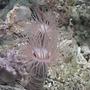 corals inverts - cerianthus membranacea - tube anemone stocking in 700 gallons tank - Waiting for anything to touch me.
