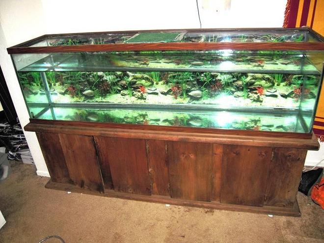 100 gallons freshwater fish tank (mostly fish and non-living decorations) - The new start.