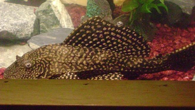 freshwater fish - glyptoperichthys gibbiceps - sailfin pleco (l-83) stocking in 55 gallons tank - 8" Pleco - Hammie is his name!!!