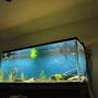 220 gallons freshwater fish tank (mostly fish and non-living decorations) - 220 as its going together. See other pics. Finished product to be uploaded soon.