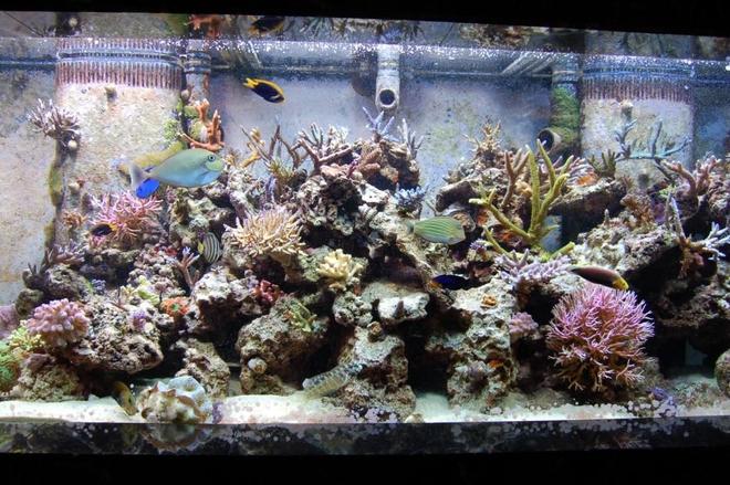 210 gallons reef tank (mostly live coral and fish) - 210 gallon in-wall SPS reef display, 135 gallon refugium, a 55 gallon sump, and 3 10 gallon Carlson surge tanks.   Hammerhead Gold return pump, Pacific Coast 1/4 hp chiller, 3 x 400 watt MH lighting using XM 10K bulbs,  2 x 160W 454nm actinic fluorecents on an Ice Cap A4, Nautilus Phosphate reactor,  Warner Marine Research AR200E prototype skimmer, Geo 818 calcium reactor filled with almost 30# of Gen-X media