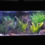 75 gallons freshwater fish tank (mostly fish and non-living decorations) - 75 Community with gouramis, danio, columbian sharks, koi and a tri fin, gold nugget and others