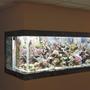 210 gallons reef tank (mostly live coral and fish) - 210 gallon in-wall SPS reef display, 135 gallon refugium, a 55 gallon sump, and 3 10 gallon Carlson surge tanks. Hammerhead Gold return pump, Pacific Coast 1/4 hp chiller, 3 x 400 watt MH lighting using XM 10K bulbs, 2 x 160W 454nm actinic fluorecents on an Ice Cap A4, Nautilus Phosphate reactor, Warner Marine Research AR200E prototype skimmer, Geo 818 calcium reactor filled with almost 30# of Gen-X media