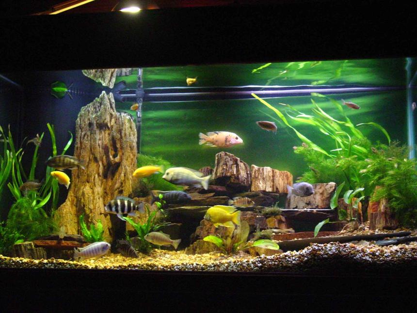 Rated #74: 90 Gallons Freshwater Fish Tank - 90 gallon mixed African cichlid tank