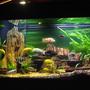 90 gallons freshwater fish tank (mostly fish and non-living decorations) - 90 gallon mixed African cichlid tank