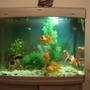 20 gallons freshwater fish tank (mostly fish and non-living decorations) - It is 20 gal tank of total 3 gold fishes and one comment fish. ost of plants are planstic ,