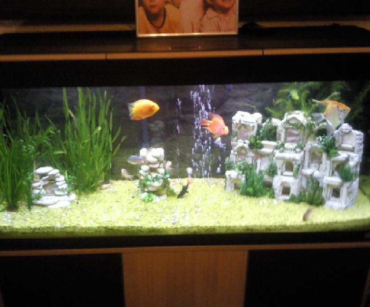 240 gallons planted tank (mostly live plants and fish) - duno wat to call it iv changed it so many times. needs alot more plants