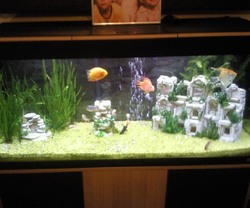 Rated #2025: 240 Gallons Planted Tank - duno wat to call it iv changed it so many times. needs alot more plants