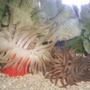 corals inverts - condylactis gigantea - condy anemone stocking in 125 gallons tank - 2 Condy Anenomes