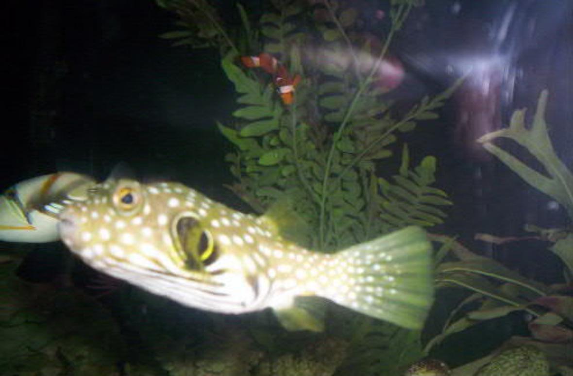 saltwater fish - arothron hispidus - stars and stripes puffer stocking in 125 gallons tank - Stars and Stripes Puffer