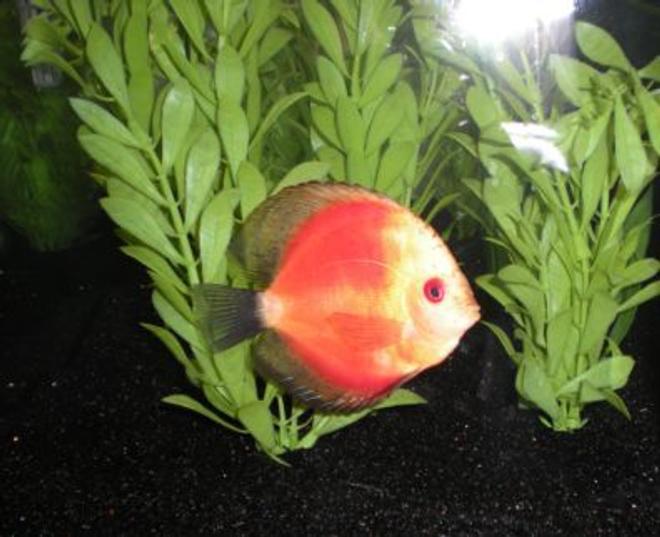 freshwater fish - red melon discus stocking in 26 gallons tank - Yellow Face Red Melon Discus