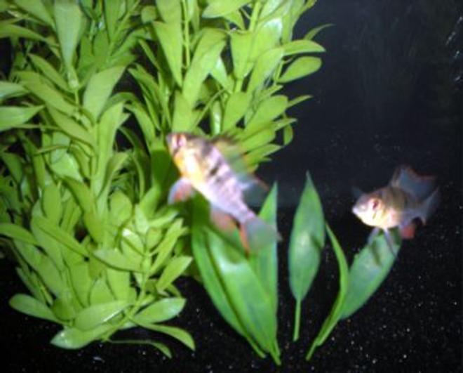 freshwater fish - microgeophagus altispinosa - bolivian ram stocking in 26 gallons tank - Bolivian Ram