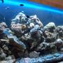 60 gallons saltwater fish tank (mostly fish, little/no live coral) - 70 gal FWLR, newbie set-up