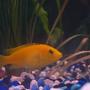 freshwater fish - labidochromis caeruleus - electric yellow cichlid stocking in 55 gallons tank - Yellow Cichlid