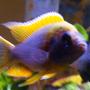 freshwater fish - pseudotropheus acei - acei cichlid stocking in 65 gallons tank - One of my Peacock Cichlid "Studs"