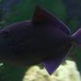 saltwater fish - odonus niger - niger triggerfish stocking in 220 gallons tank - Red Tooth Trigger Fish or Niger Trigger Beautiful colours, day and night