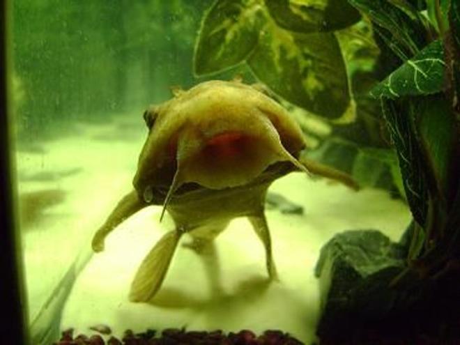 freshwater fish - panaque nigrolineatus - gold royal pleco (l-027) stocking in 55 gallons tank - 13" gold pleco