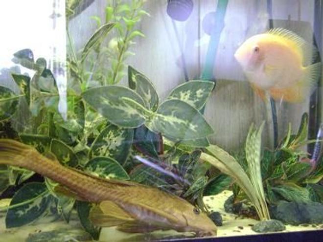 freshwater fish - heros serverus - gold severum stocking in 55 gallons tank - 13" gold pleco
6" gold severum
