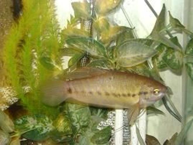 freshwater fish - trichogaster pectoralis - snakeskin gourami stocking in 55 gallons tank - 8" snakeskin gourami