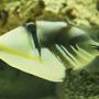 saltwater fish - rhinecanthus aculeatus - humu picasso triggerfish stocking in 220 gallons tank - Picasso trigger or Humu Humu. I was warned this one would be a trouble maker, but he is as good as gold!
