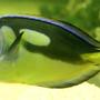 saltwater fish - paracanthurus hepatus var. - blue and yellow hippo tang stocking in 220 gallons tank - Regal Tang/ Surgeon fish. She is not the typical electric blue as she is from a different part of the ocean. Her blue is more colourful now, this pic was taken when she was first put in the tank and was a little stressed